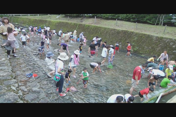 五家荘自然塾 ヤマメつかみ取り大会