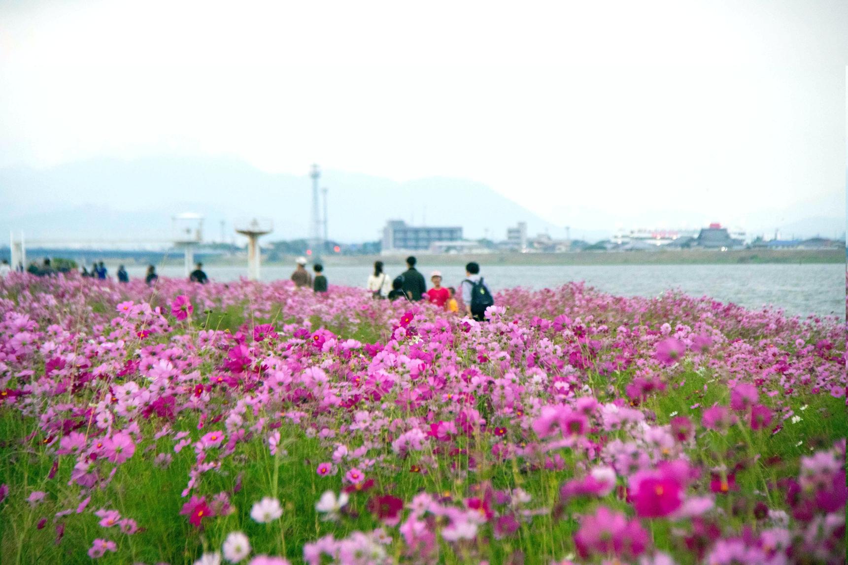 水巻町コスモスまつり