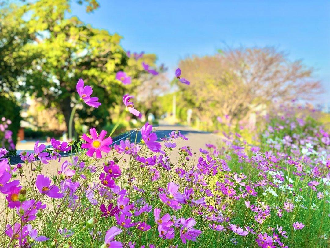 久留米市コスモスフェスティバル