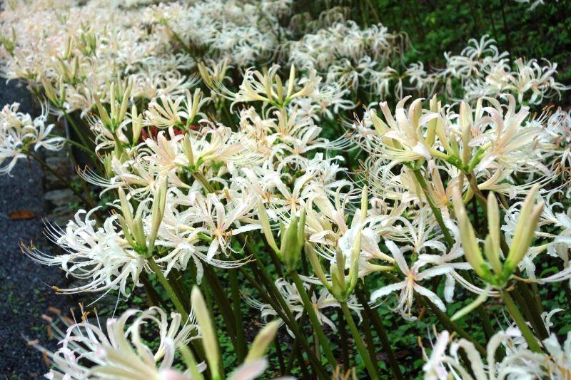 白い彼岸花まつり（不老山正光寺）