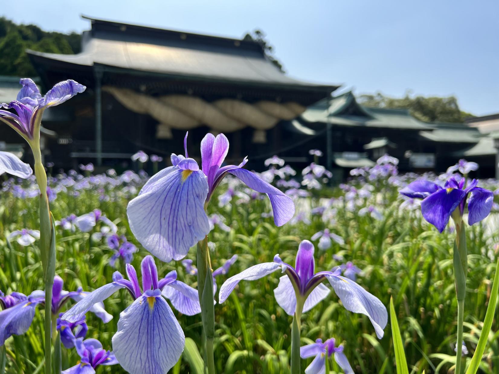 【宮地嶽神社】菖蒲まつり