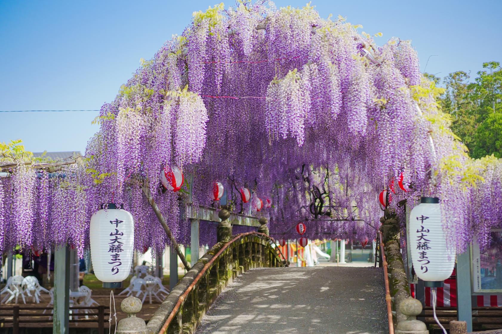 中山大藤まつり