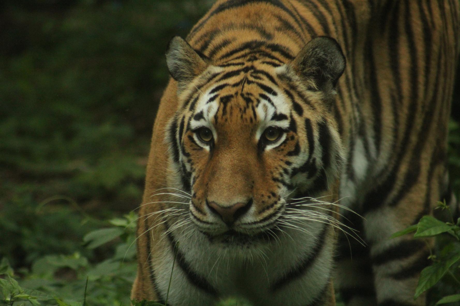 【到津の森公園】Itozu Yoru Zoo ～夜の動物園～