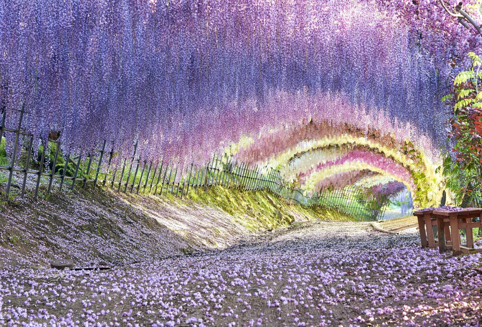河内藤園