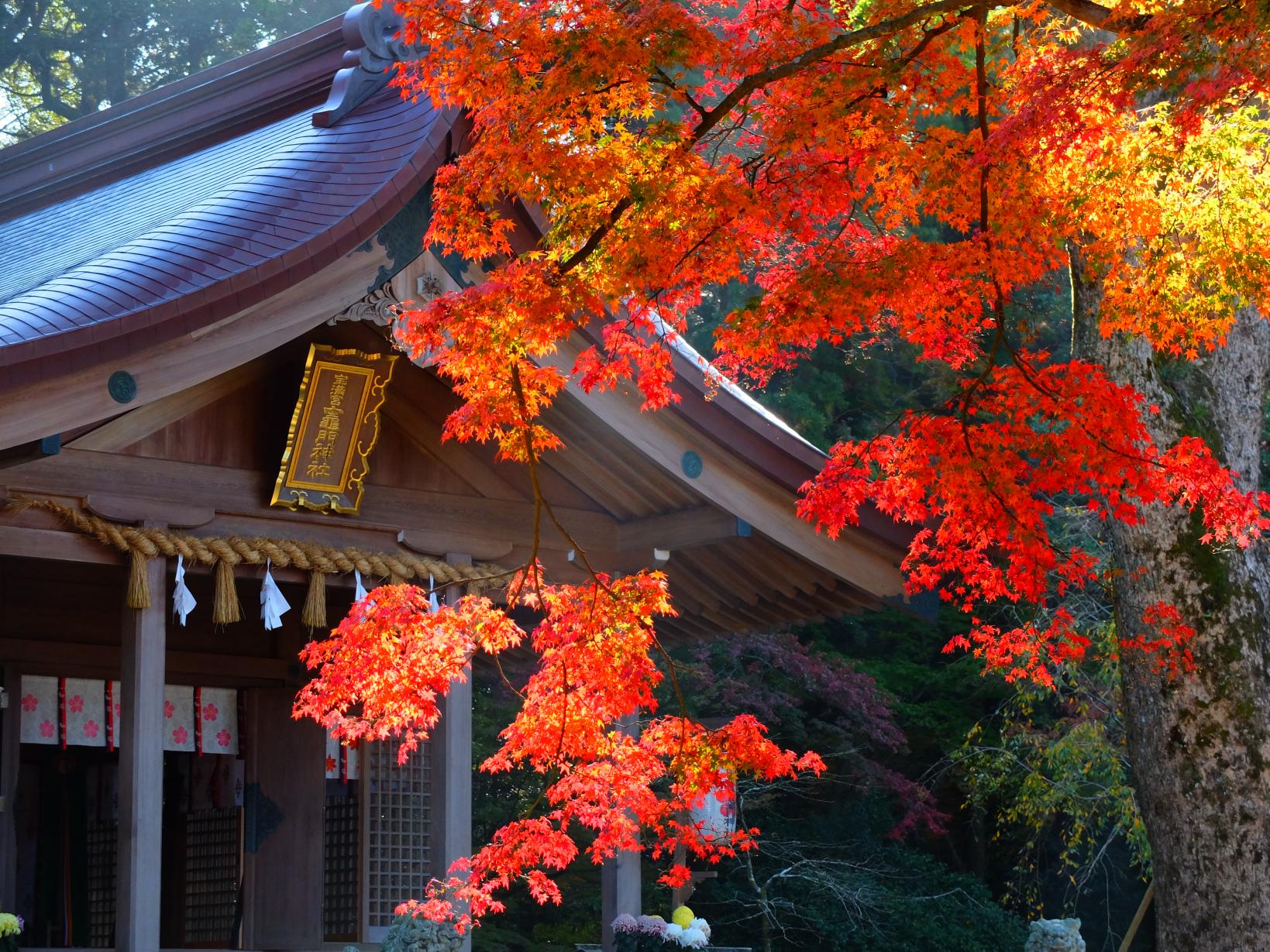宝満宮竈門神社の紅葉