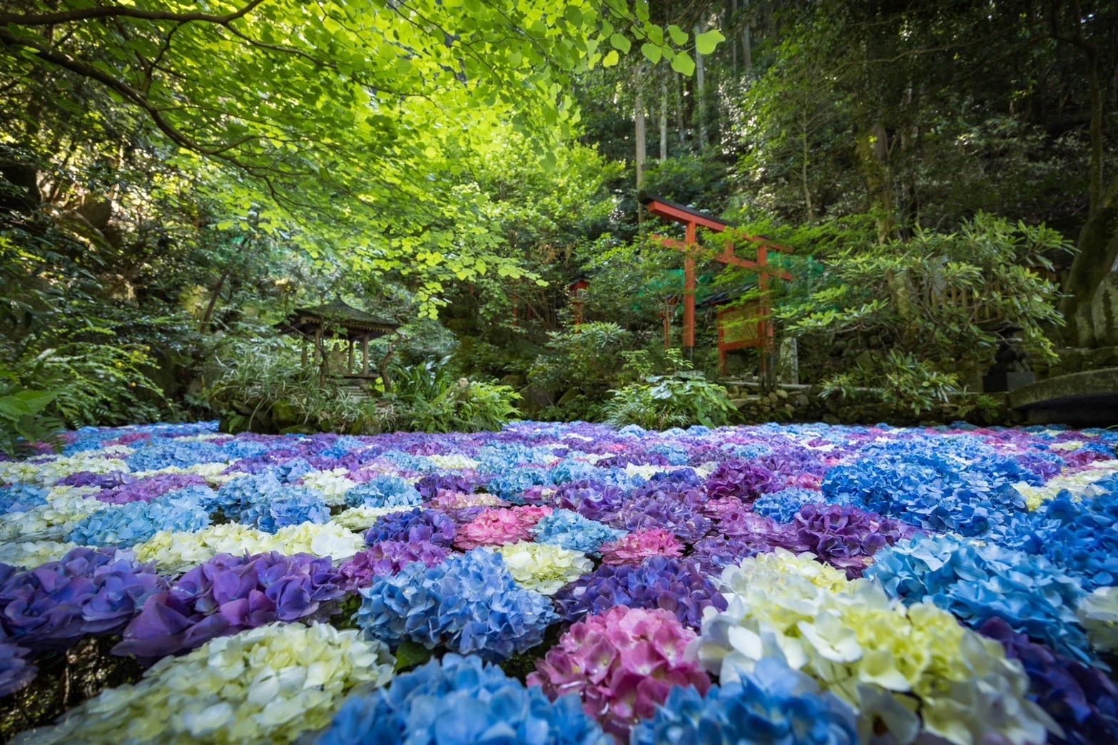 【南蔵院】アジサイ池