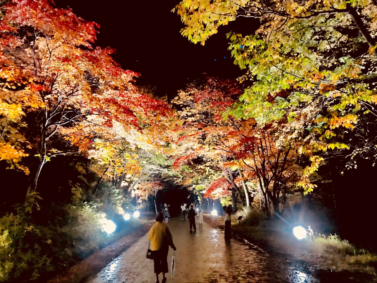 奇跡のイルミネート