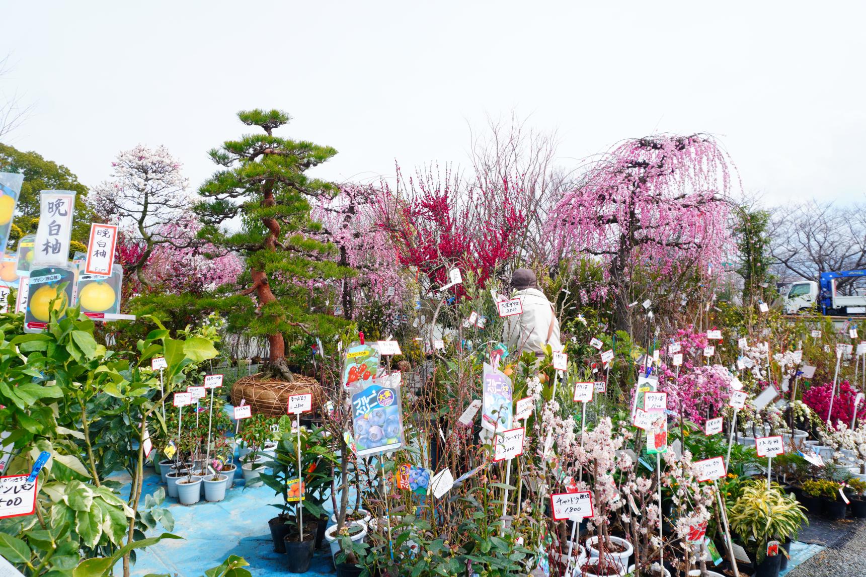 久留米植木まつり
