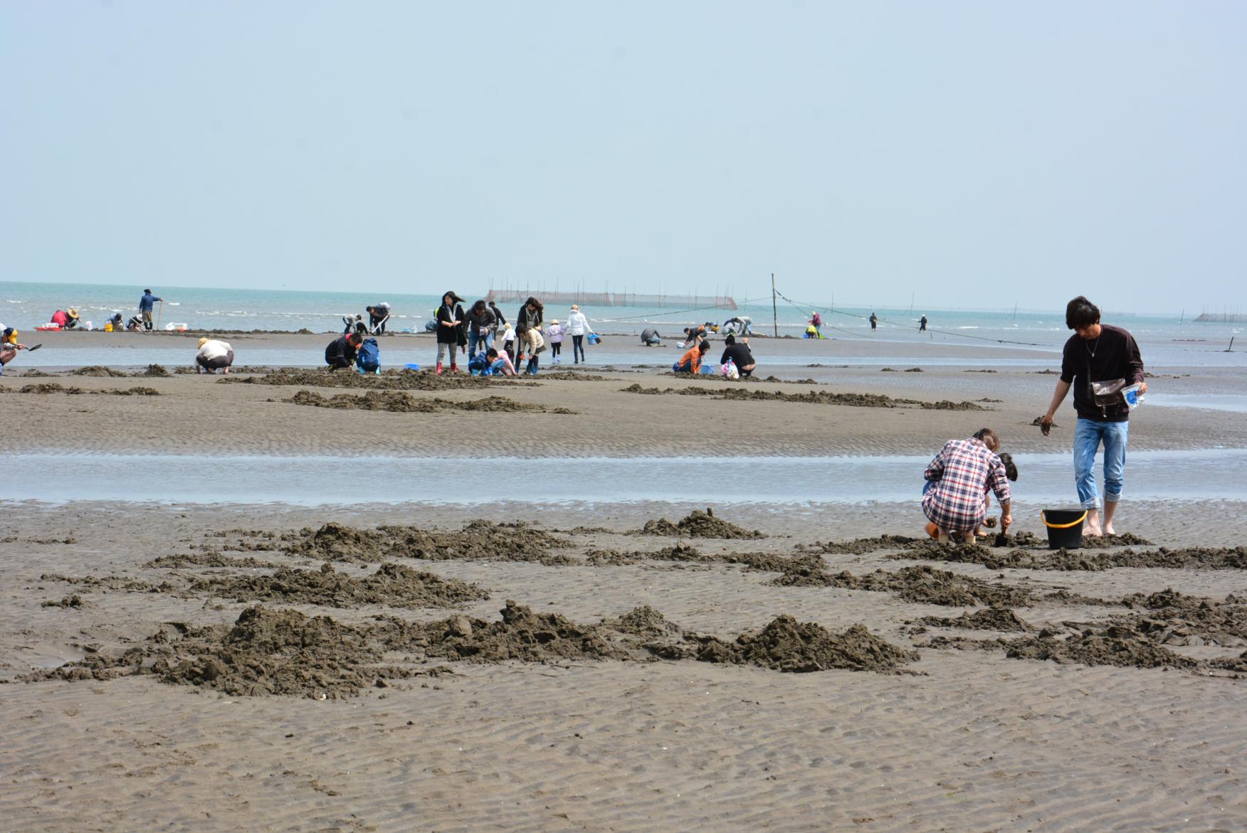 長井浜海岸 潮干狩り（マテ掘り）