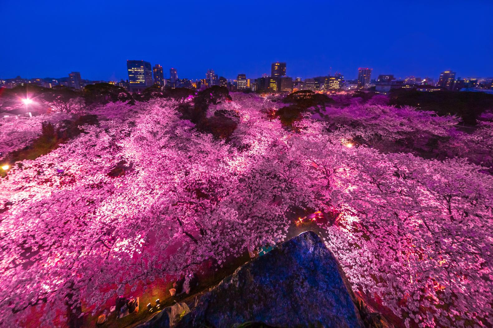 福岡城さくらまつり（舞鶴公園の桜）
