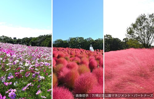 万博記念公園コスモス・コキアフェスタ 2026