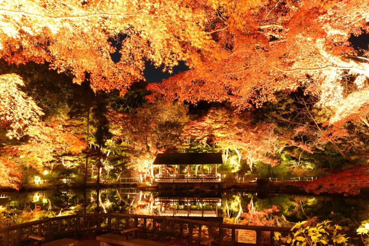 東山動植物園 もみじ狩り・紅葉ライトアップ