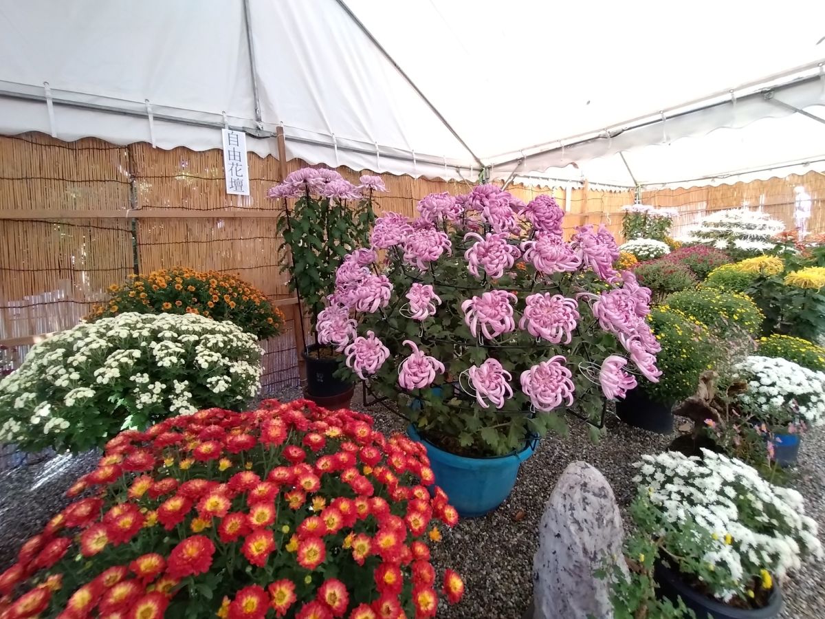 第40回 日進市菊花大会