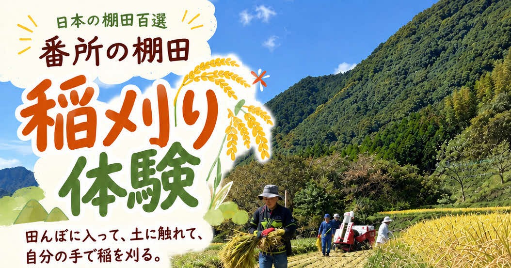 日本の棚田百選「番所の棚田」で稲刈り体験【申込締切10月8日まで！】