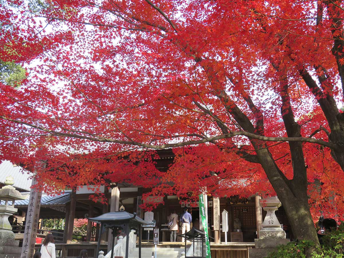 継鹿尾観音寂光院 もみじまつり