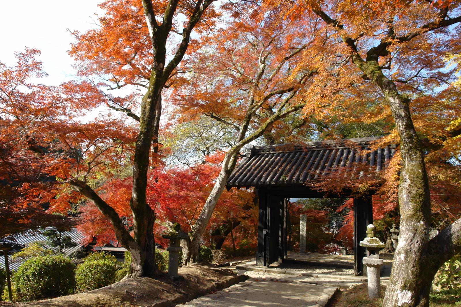 秋月城跡「黒門」の紅葉