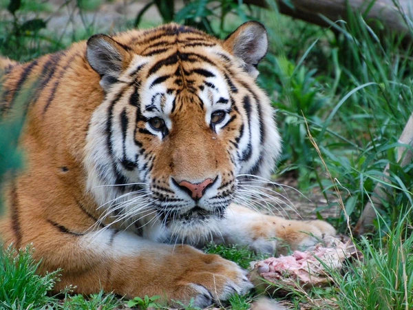 豊橋総合動植物公園(のんほいパーク)「オータムフェスティバル2026」