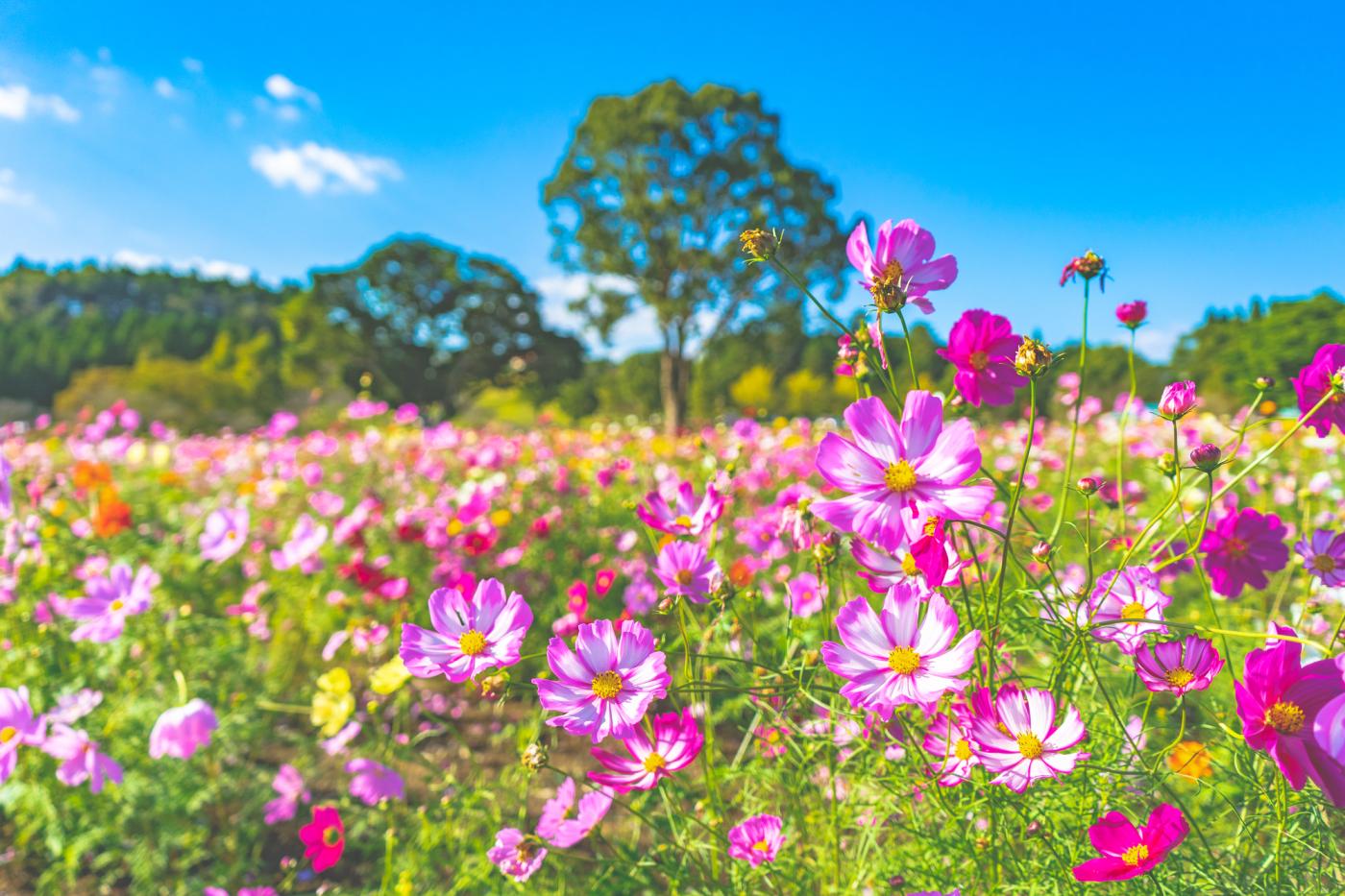 2026 妙円寺詣り