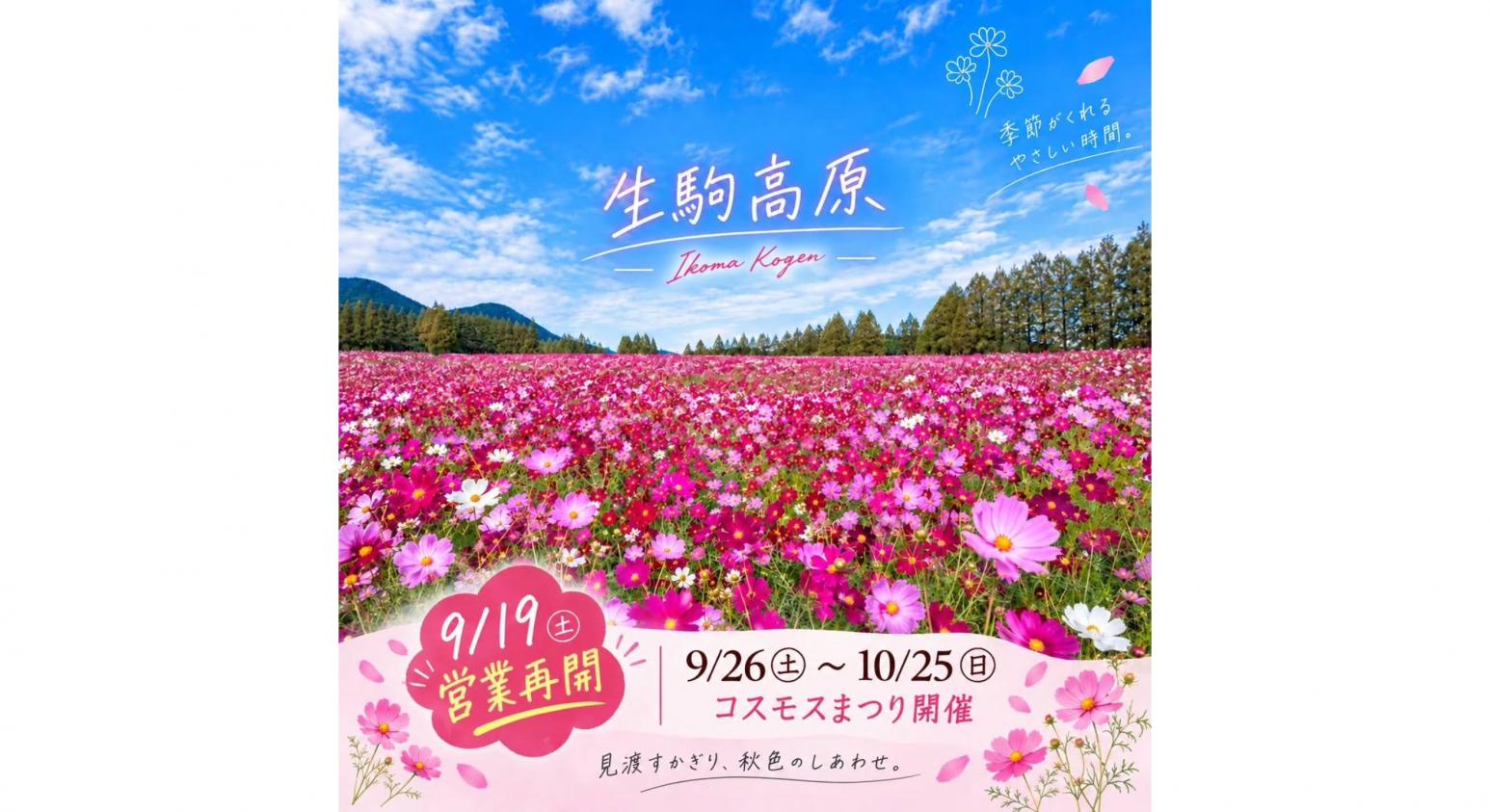 【2026】生駒高原コスモスまつり