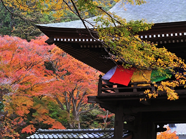 豊橋のもみじ寺 普門寺 もみじ祭り