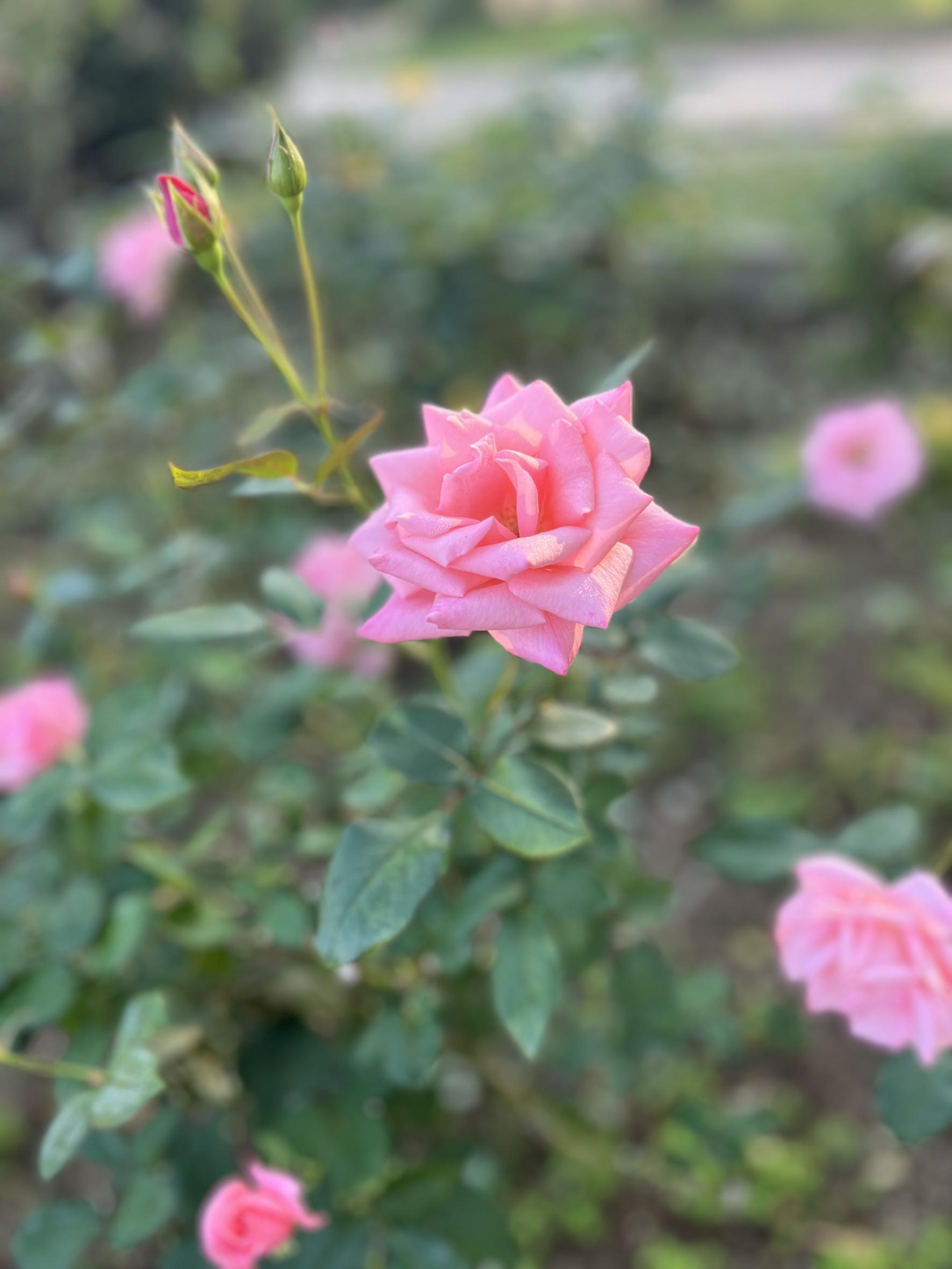 [Hananooka Park/Kitakyushu City General Agricultural Center] Autumn Rose Fair